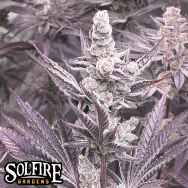 Solfire Gardens Lil Sumpin Sumpin