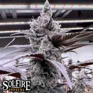 Solfire Gardens Lung Buster