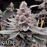 Solfire Gardens Miami Madness