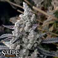 Solfire Gardens Pineapple Pucker