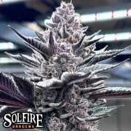 Solfire Gardens Pink Milk