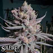 Solfire Gardens Ripe
