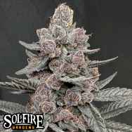 Solfire Gardens Sinferno