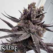 Solfire Gardens Trap God