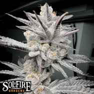 Solfire Gardens Trich Beast
