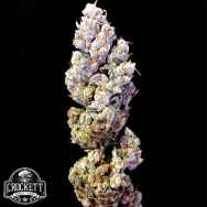 Crockett Family Farms Seeds Crocketts Sour Tangie