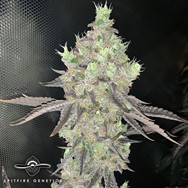 Spitfire Genetics Watzapp