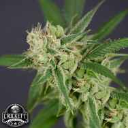 Crockett Family Farms Seeds Sour Banana Sherbet