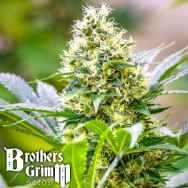 Brothers Grimm Seeds Strawberry Diesel x C99