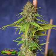 SubCools The Dank Seeds Deadlights CBD