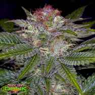 SubCools The Dank Seeds Deep Purple