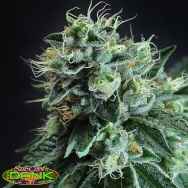 SubCools The Dank Seeds Jesus OG Kush