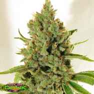 SubCools The Dank Seeds Kaffir Lime