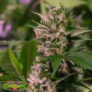 SubCools The Dank Seeds Lemon Stilton