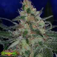 SubCools The Dank Seeds Purple Apollo-13 aka The Void