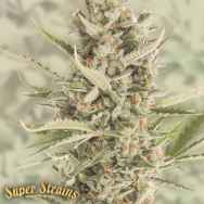 Super Strains Seeds 7th Wave