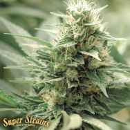 Super Strains Seeds Agartha CBD