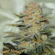 Super Strains Seeds Amajikoym