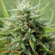 Super Strains Seeds Cookies Krush