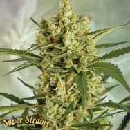 Super Strains Seeds Crackers