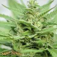 Super Strains Seeds DFA Autoflowering