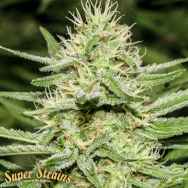 Super Strains Seeds Enemys Dream