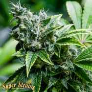 Super Strains Seeds Eden