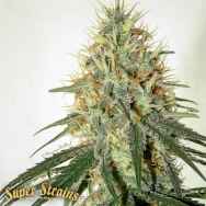 Super Strains Seeds Enemy of the State