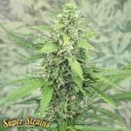 Super Strains Seeds Hermana de la Noche