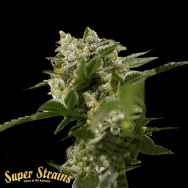 Super Strains Seeds Ibiza Farmers