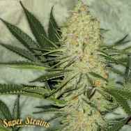 Super Strains Seeds El Cucaracha