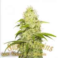 Super Strains Seeds La Jefa