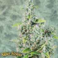 Super Strains Seeds Next of Kin