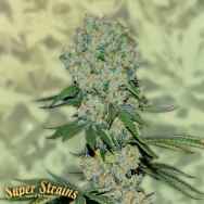 Super Strains Seeds Original Amnesia