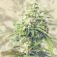 Super Strains Seeds Saga CBD