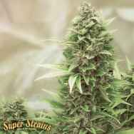 Super Strains Seeds Turing Autoflowering