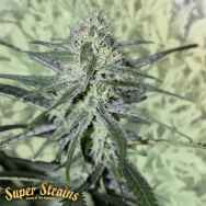 Super Strains Seeds Automatic Fini