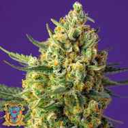 Sweet Seeds AUTO Crystal Candy XL