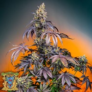 Sweet Seeds AUTO Red Gorilla Girl XL