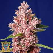 Sweet Seeds Tropicanna Poison F1 Fast Version