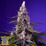 Sweet Seeds AUTO Banana Cream Cake XL