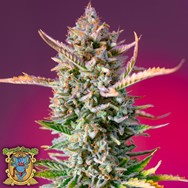 Sweet Seeds Gorilla Sherbet F1 Fast Version