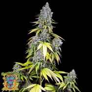 Sweet Seeds AUTO Jet Fuel Mandarine XL