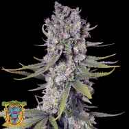 Sweet Seeds Papaya Zoap F1 Fast Version