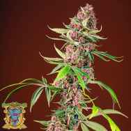 Sweet Seeds Red Mandarine F1 Fast Version