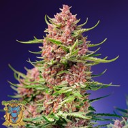 Sweet Seeds Strawberry Cola Sherbet F1 Fast Version