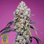 Sweet Seeds Sweet Mandarine Zkittlez F1 Fast Version