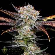 Symbiotic Genetics Seeds Banana Punch