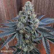 Symbiotic Genetics Seeds Candy Coated