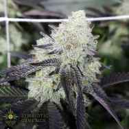 Symbiotic Genetics Seeds Cherry Punch